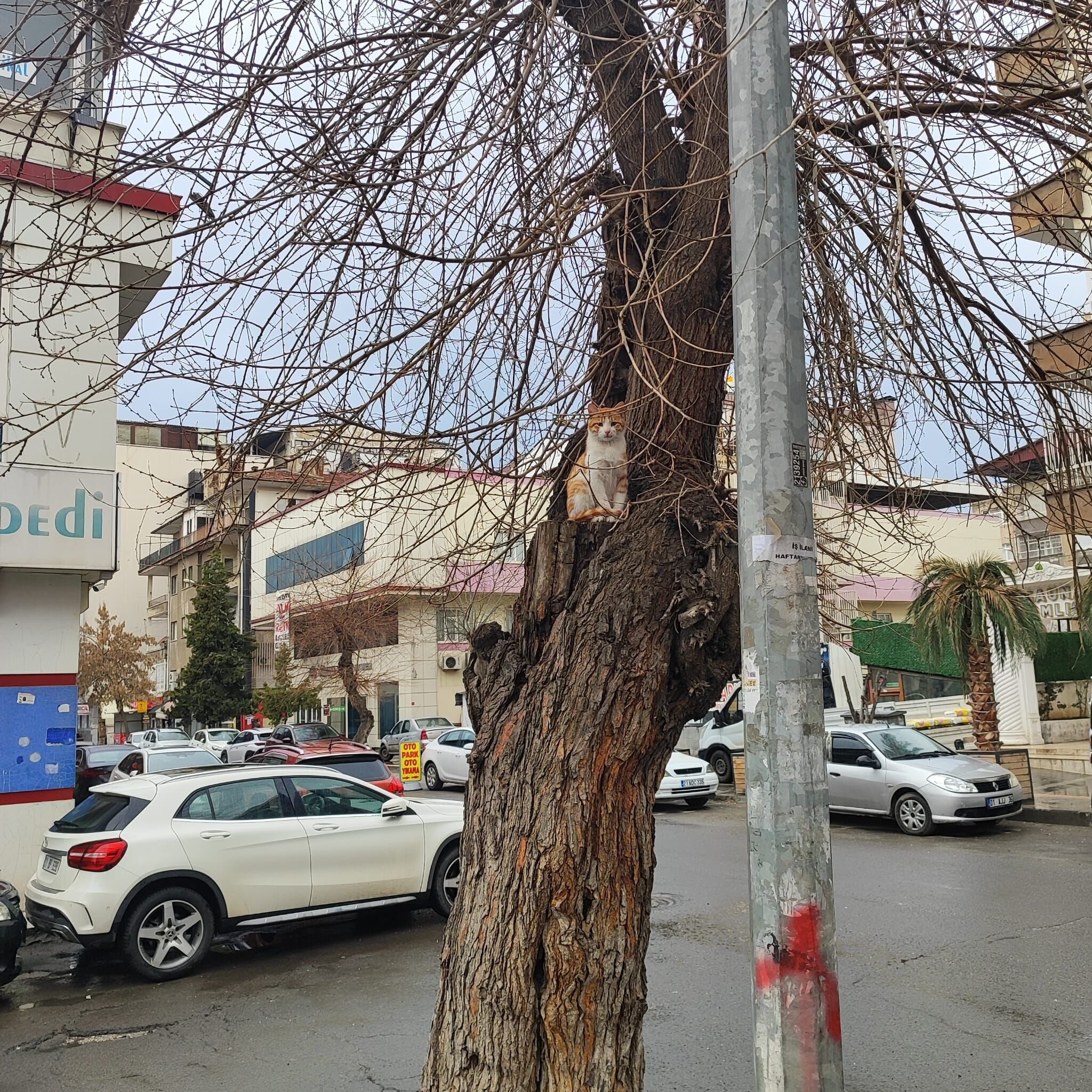 Yenisehir Agac Kesimi (1)