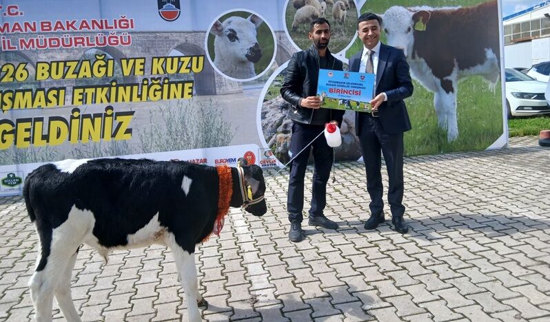 Buzağı Yarışması Yapıldı