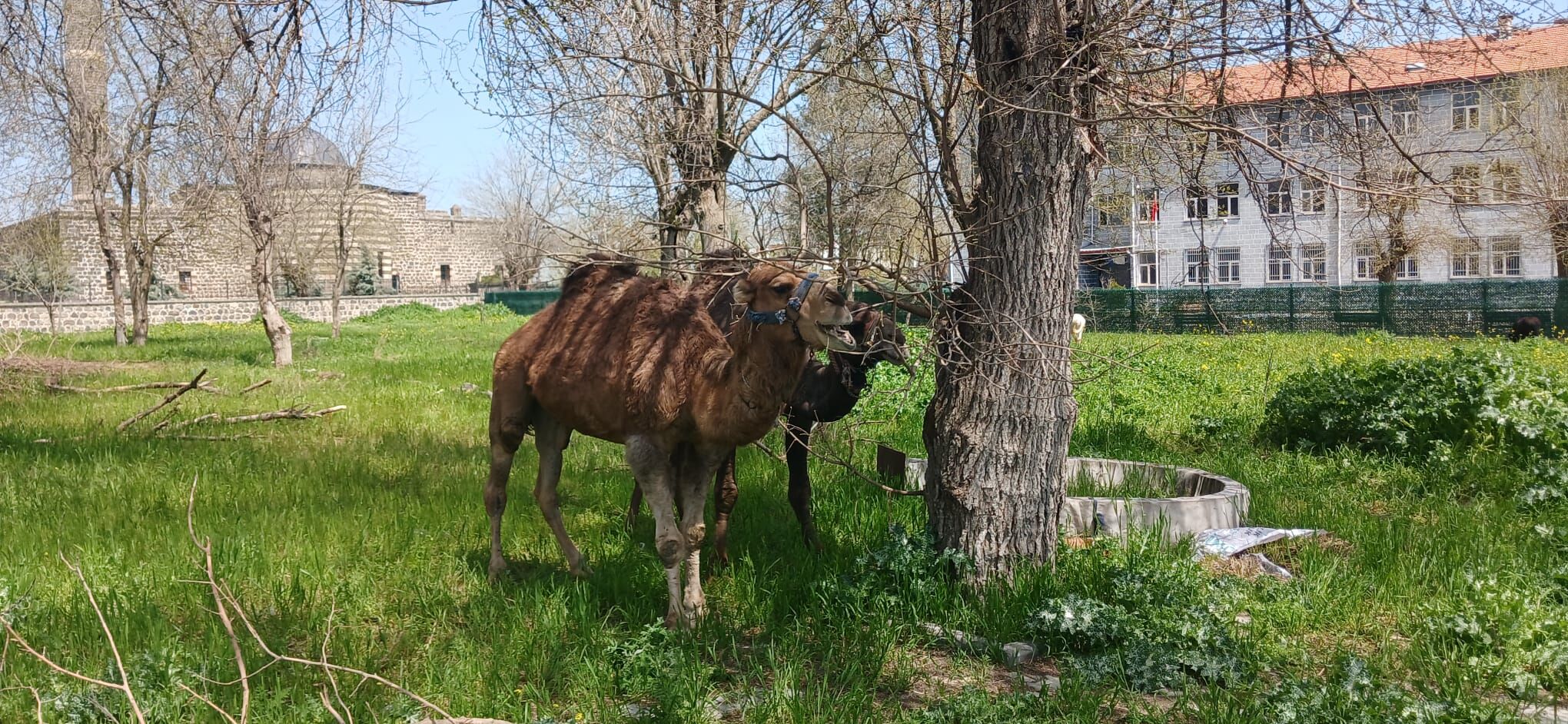 Develer Diyarbakir (2)