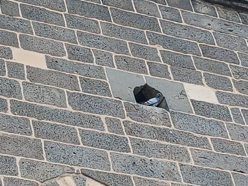 Kuş Diyarbakır