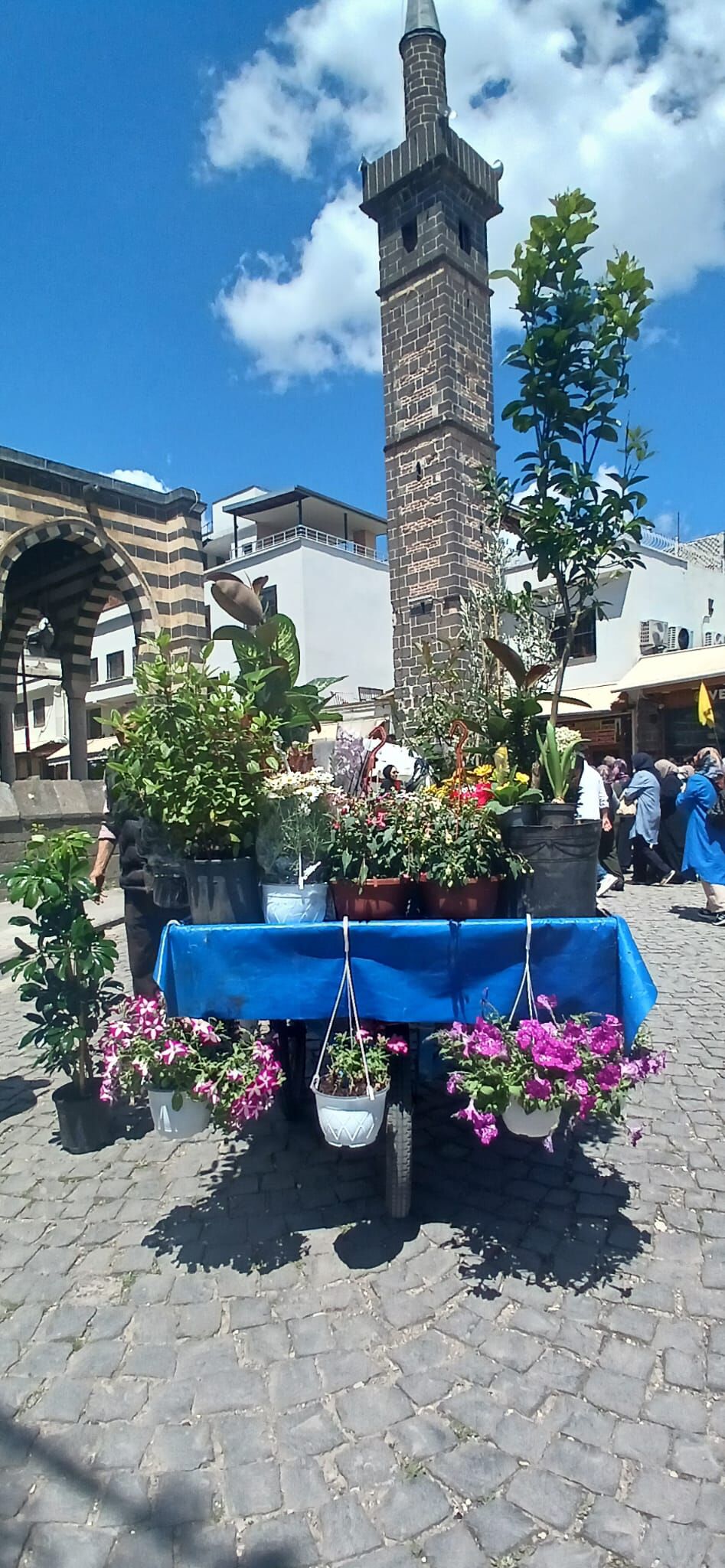 Balkon Cicekleri (4)