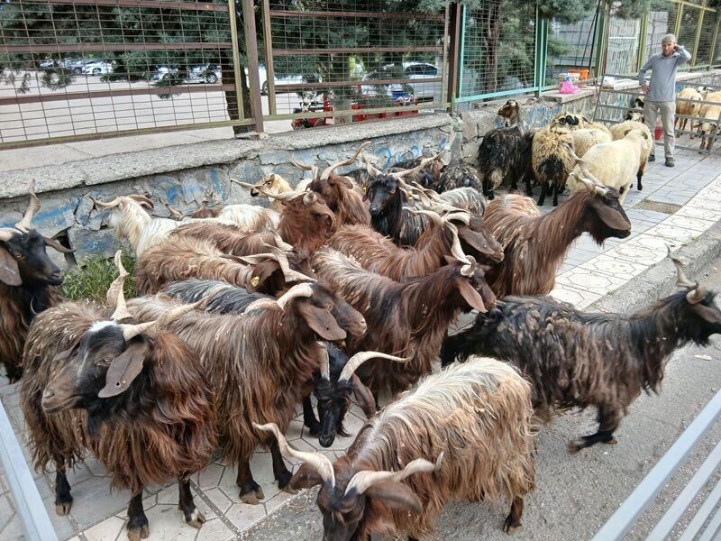Keçi Fiyatı