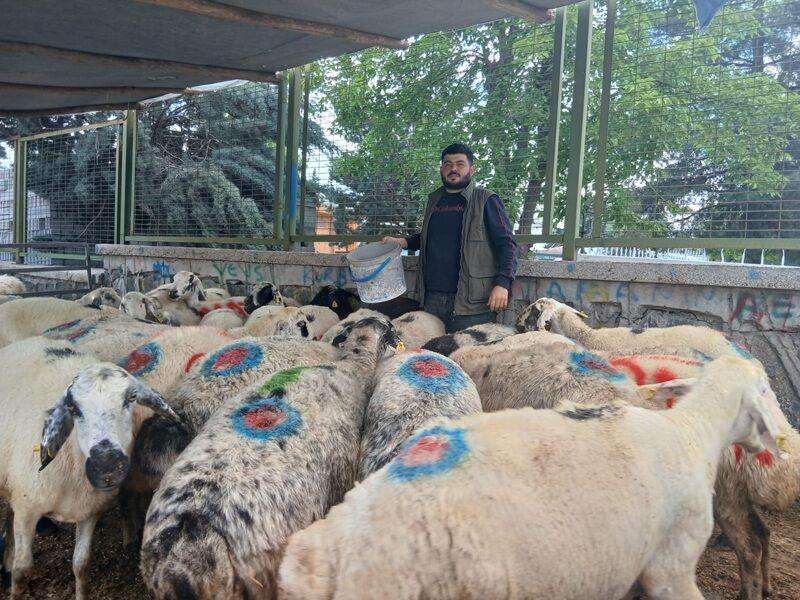 Kurban Pazarı3