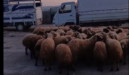 Kurban Pazarligi2