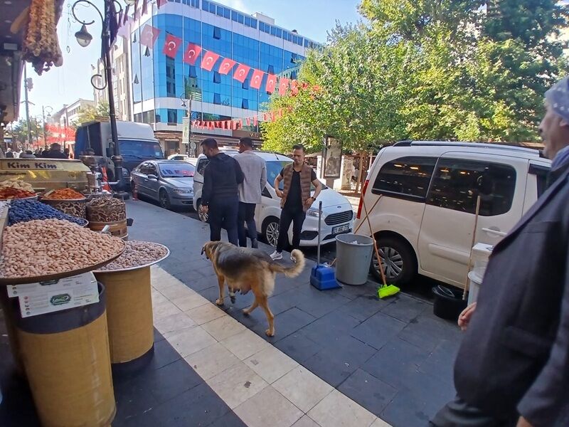 Soak Köpekleri̇-1