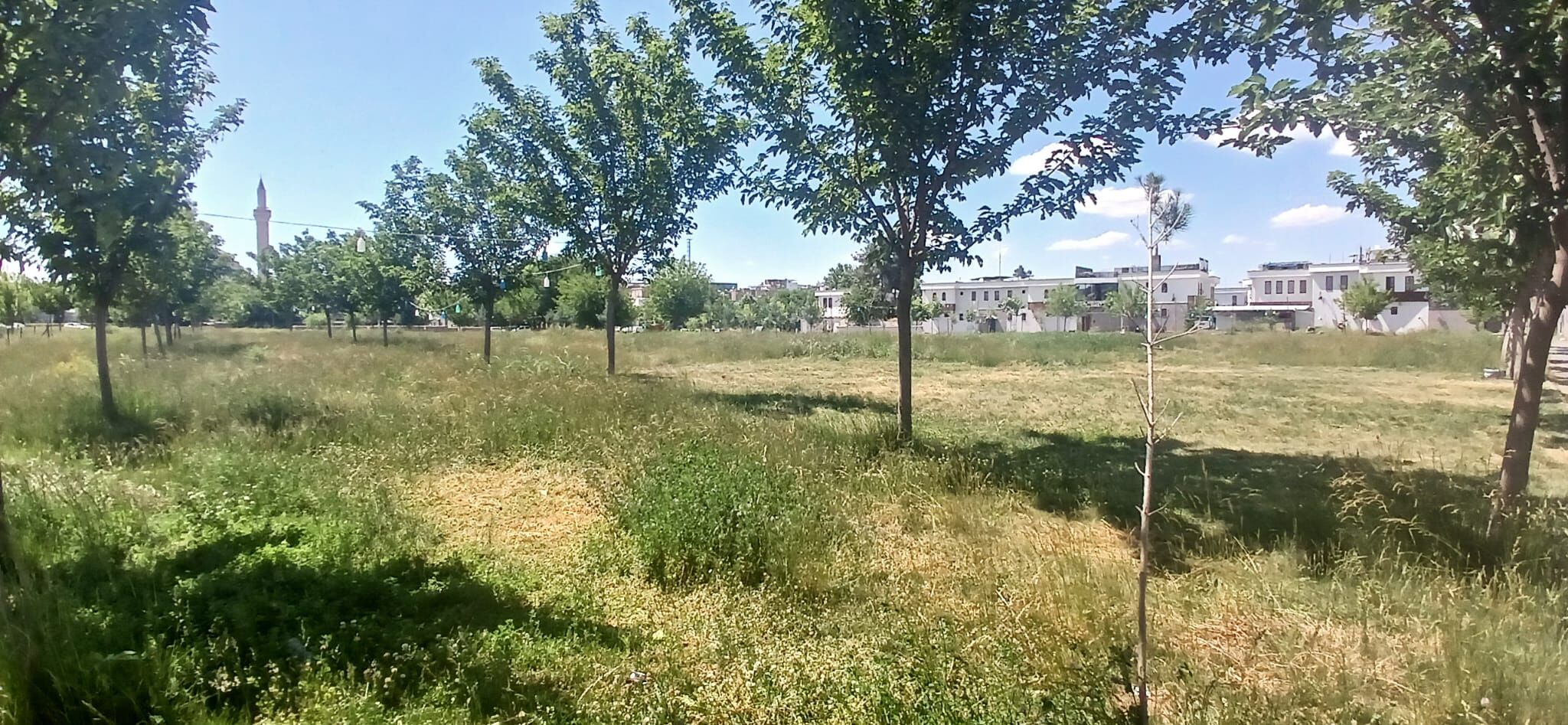 Sinekler Ve Bakimsizlik Surlar (3)