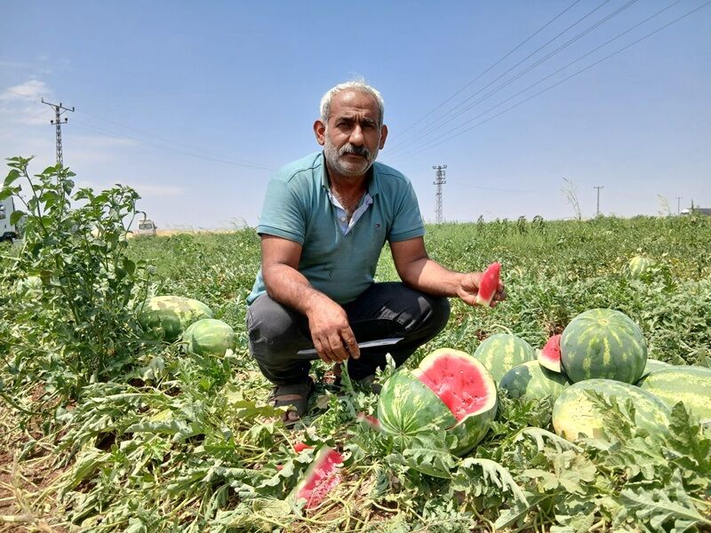 Çınarda Karpuz Hasadı