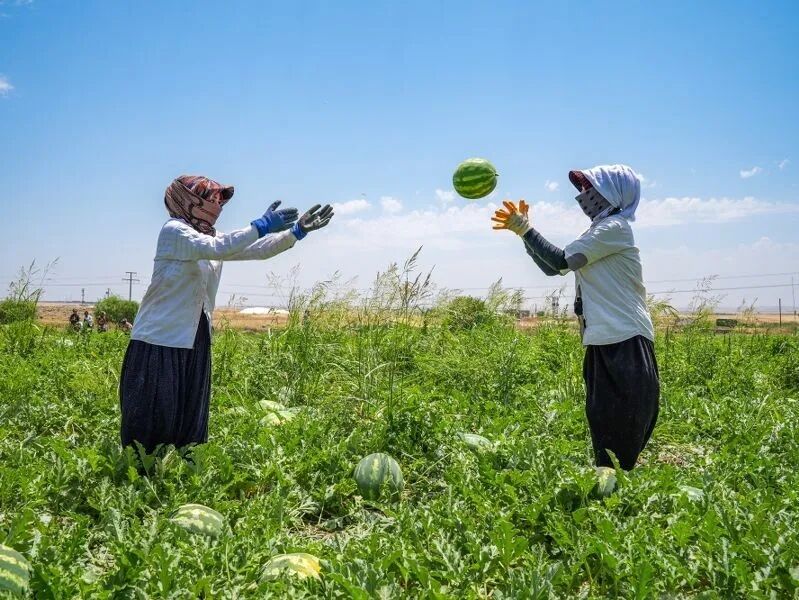 Diyarbakır’da Karpuz Üretiminin Şampiyonu Çınar İlçesi!