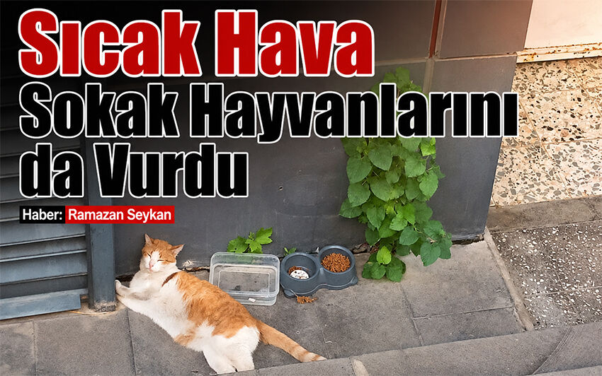 Sıcak Hava Sokak Hayvanlarını da vurdu