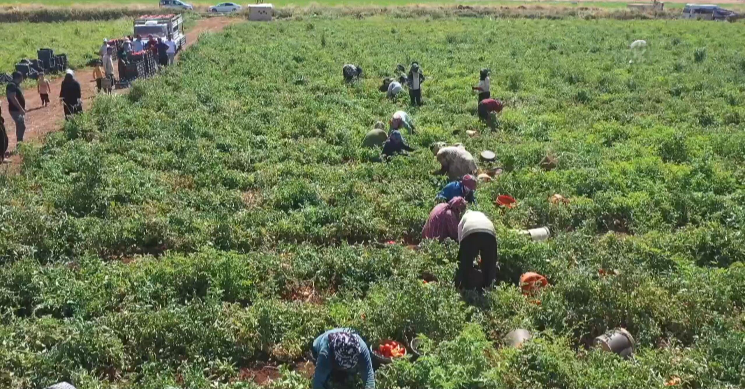 50 dönümden 600 dönüme çıktı, 300 kadına iş sağladı