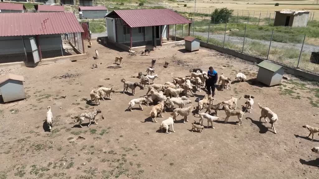 59 dönümlük alanda 1.984 köpek: 872’sinin işlemleri tamamlandı