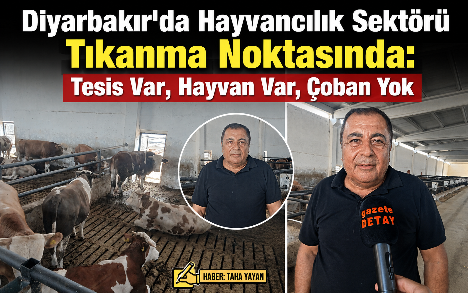 Diyarbakır'da Hayvancılık Sektörü Tıkanma Noktasında: Tesis Var, Hayvan Var, Çoban Yok