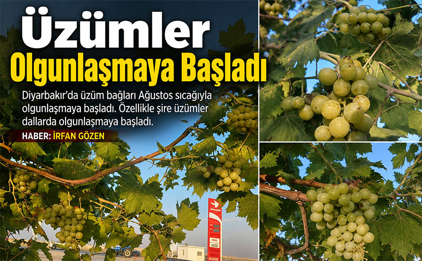 Üzümler Olgunlaşmaya Başladı