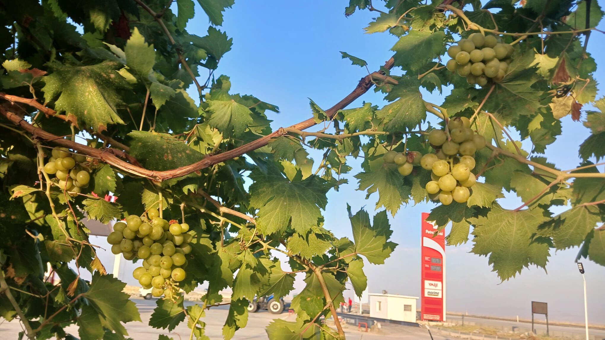 Üzümler Olgunlasiyor (3)
