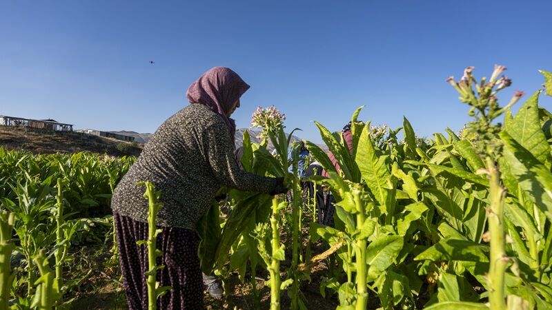 Çelikhan tütününde hasat mesaisi başladı: 9 bin ton rekolte bekleniyor