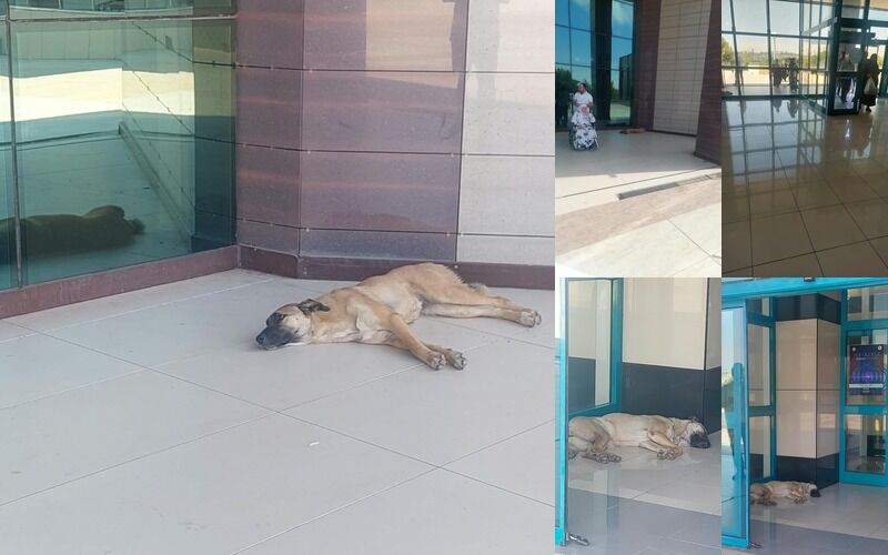 Dicle Üniversitesi Kalp Hastanesi’nde Sahipsiz Köpekler Tepki Çekti