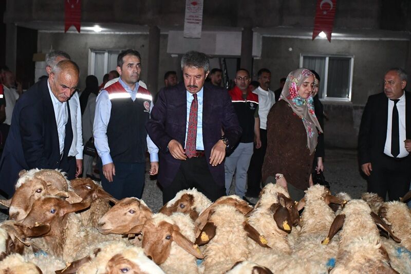 Cizre’de kadın yetiştiriciye 100 koyun desteği