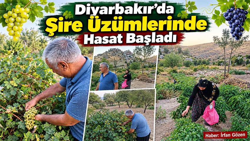 Diyarbakır’da Şire Üzümlerinde Hasat Başladı