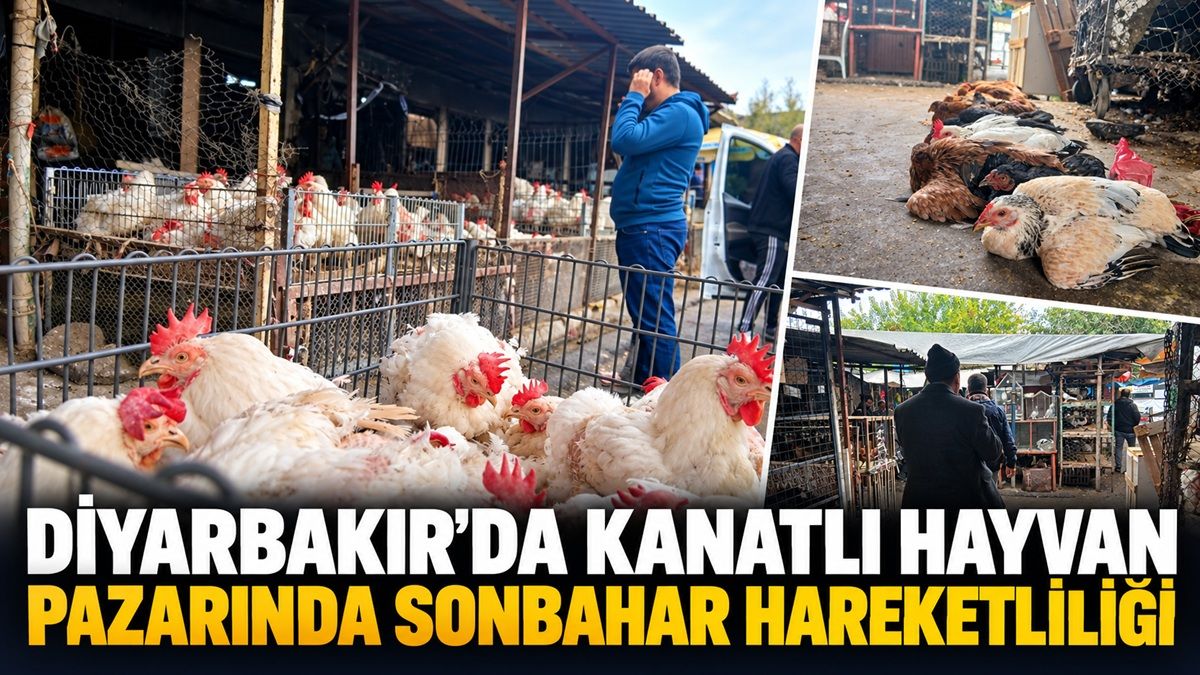 Diyarbakır’da Kanatlı Hayvan Pazarında Sonbahar Hareketliliği