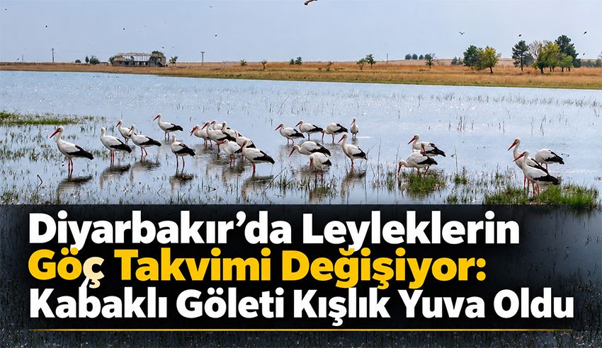 Diyarbakır’da Leyleklerin Göç Takvimi Değişiyor: Kabaklı Göleti Kışlık Yuva Oldu
