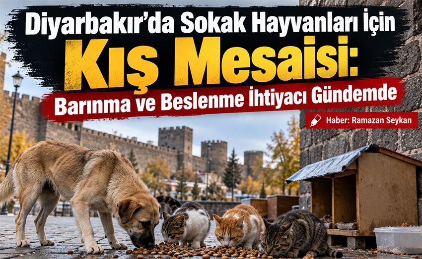 Diyarbakır’da Sokak Hayvanları İçin Kış Mesaisi: Barınma ve Beslenme İhtiyacı Gündemde