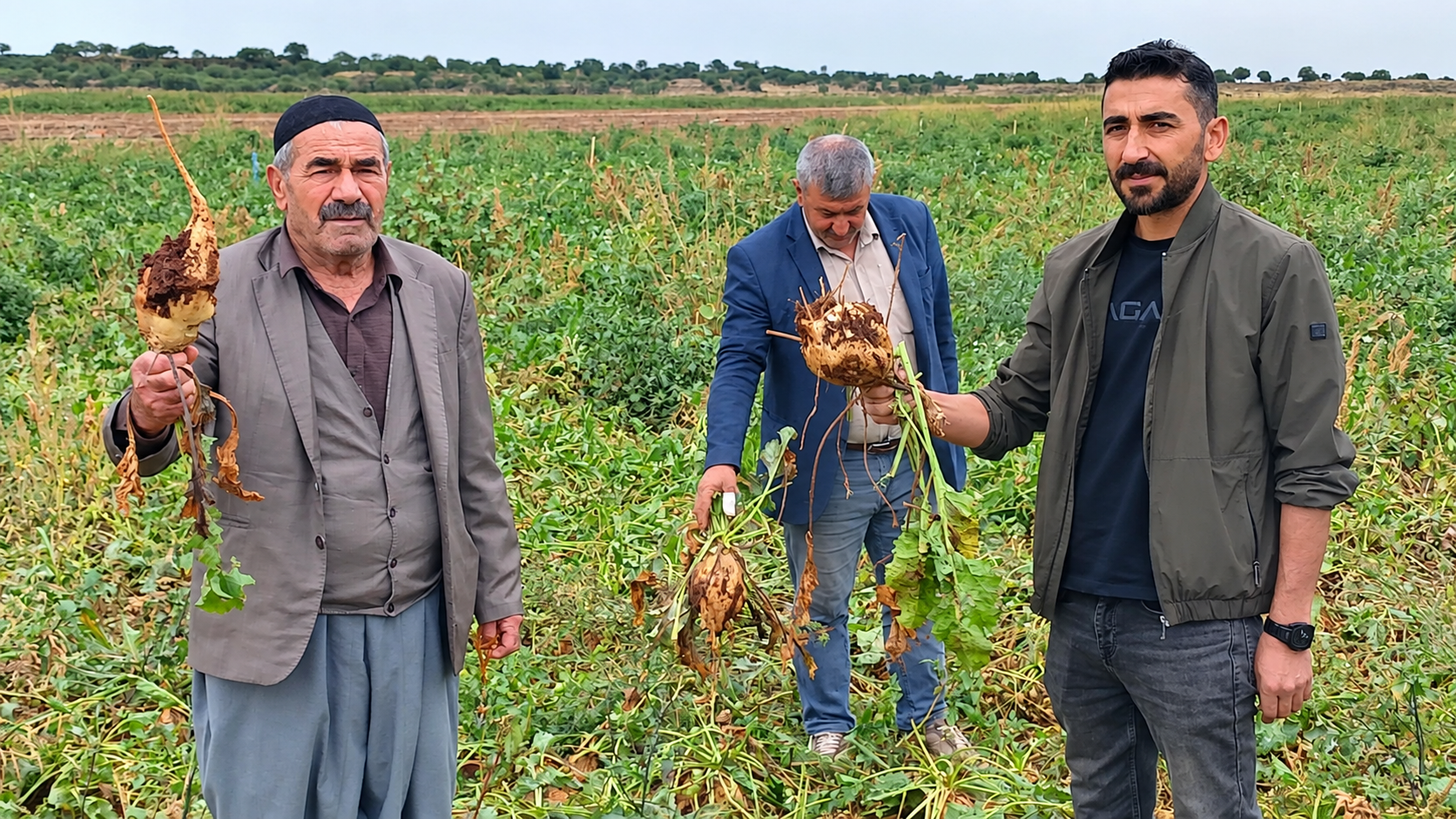 Tarlada Şeker Pancarı Hasadı